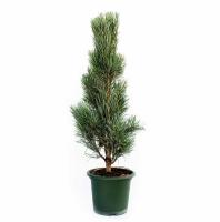 Сосна обыкновенная Фастигиата (Pinus sylvestris Fastigiata), H25-30; С5